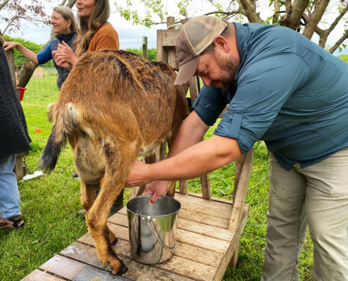 Goat milking Photo courtesy Scott McClenahan