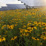 Solar array in a field of flowers