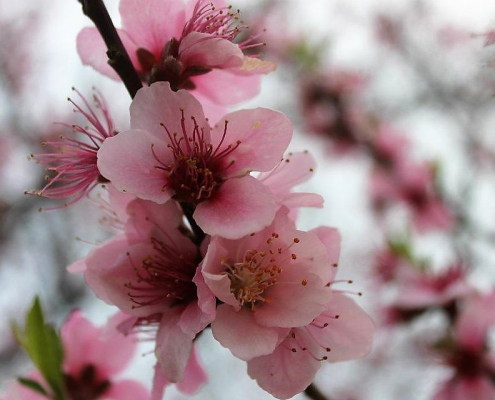 Peach blossoms