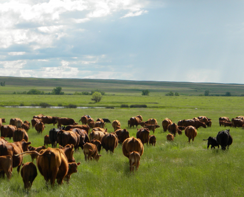 Veseth Ranch, Montana