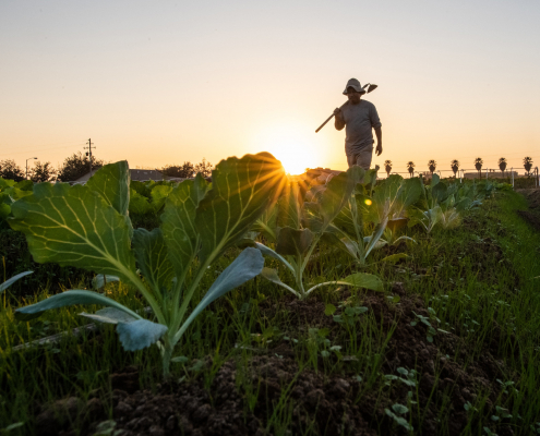 California produce grower, USDA